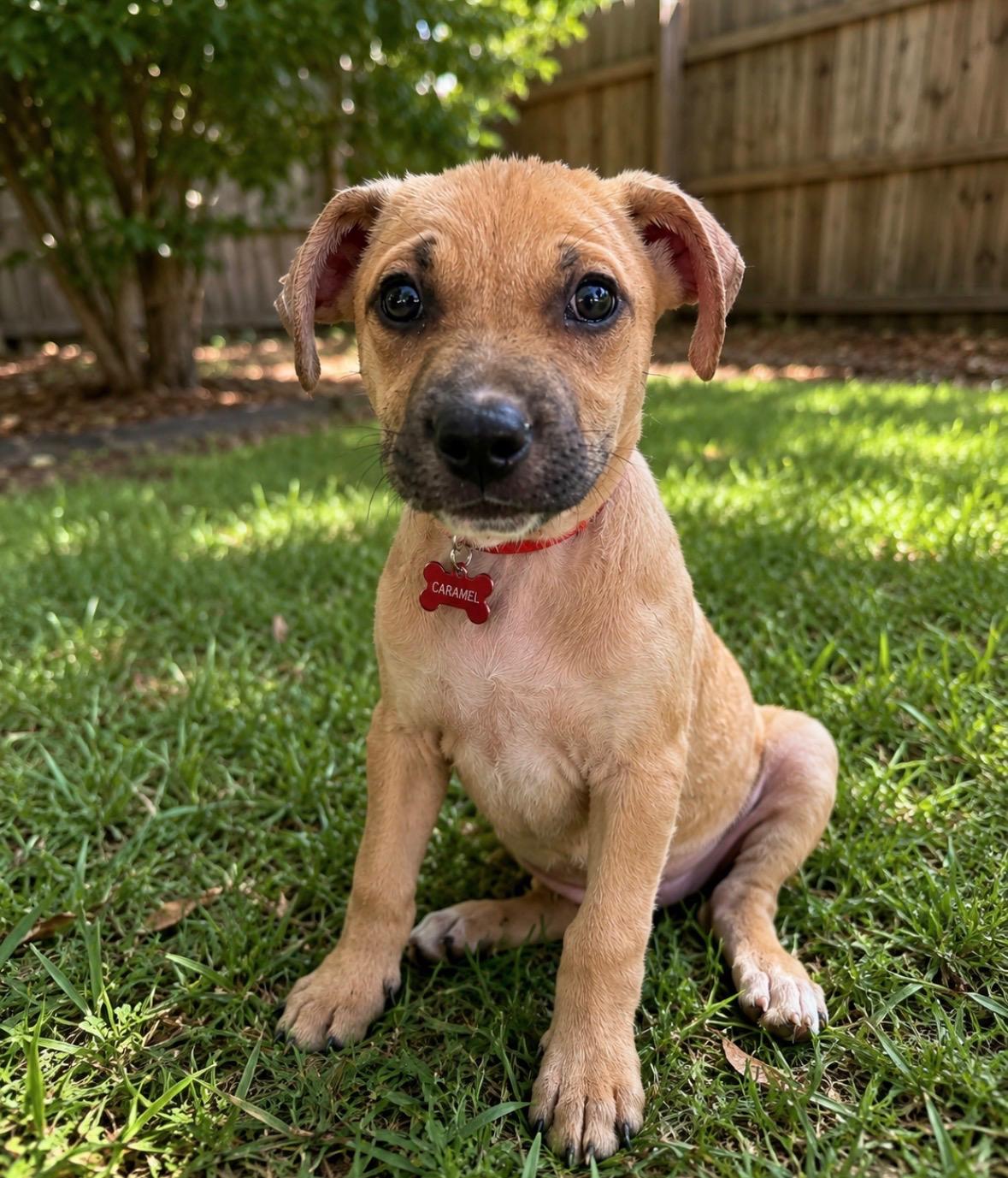 Enlarge Caramel, an adopted mixed breed in Houston, TX image 2/3