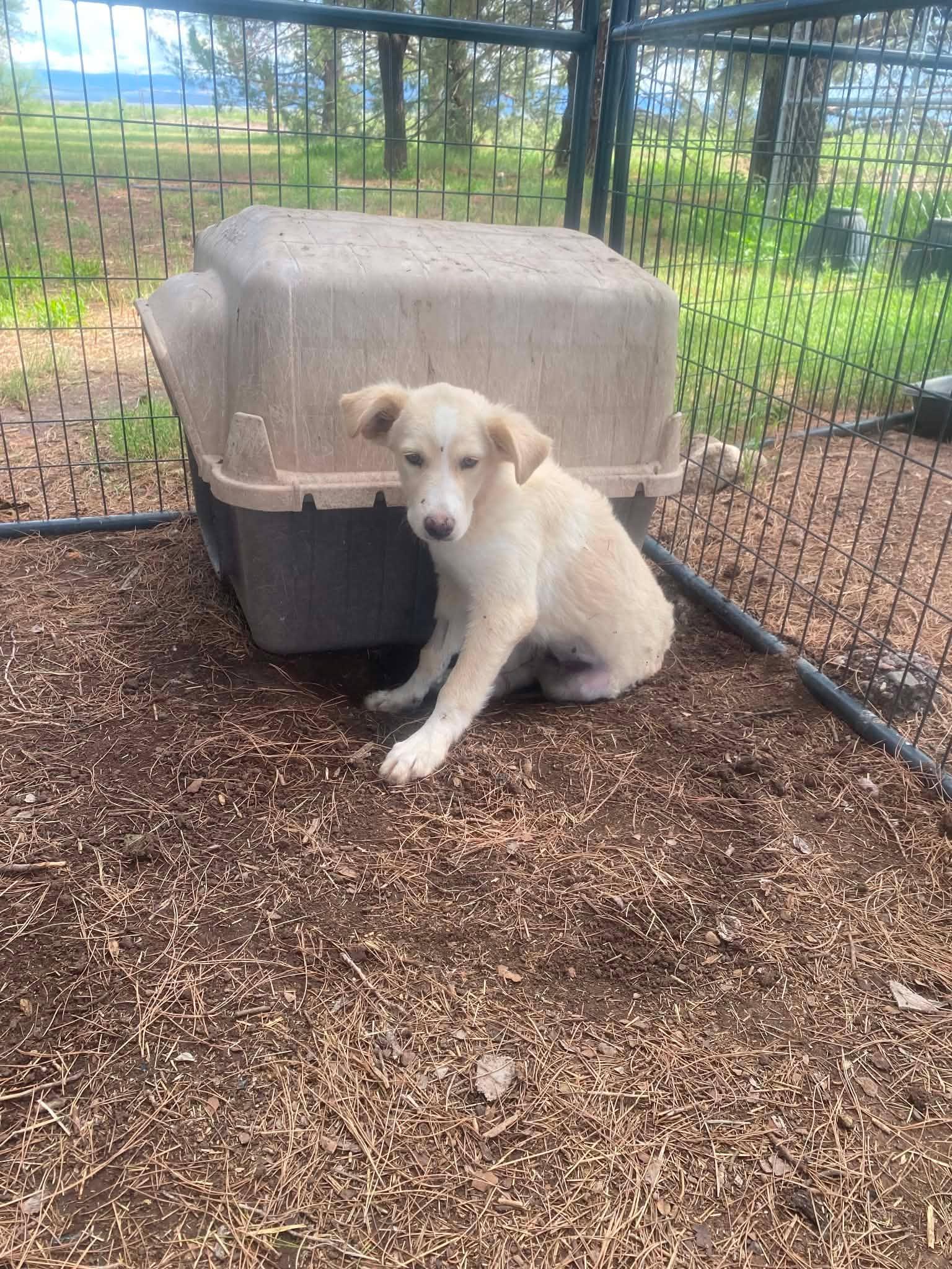 Bonnie, adopted, Puppy Female Great Pyrenees.