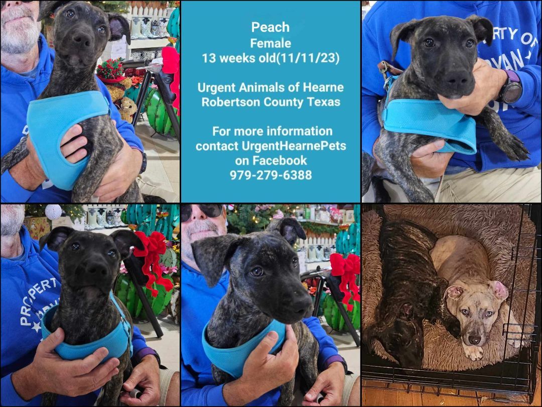 Enlarge Peach, a Adopted mixed breed in Hearne, TX image 1/1