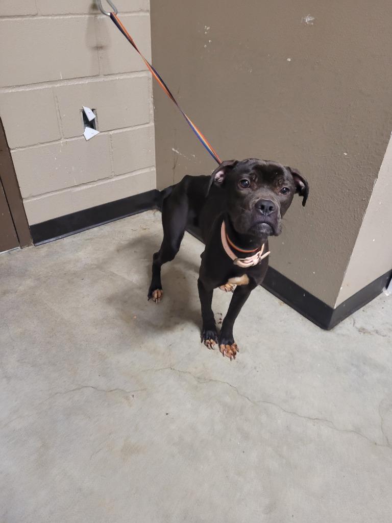 Birdie, Adoptable, Adult Female Boxer & Mixed Breed.