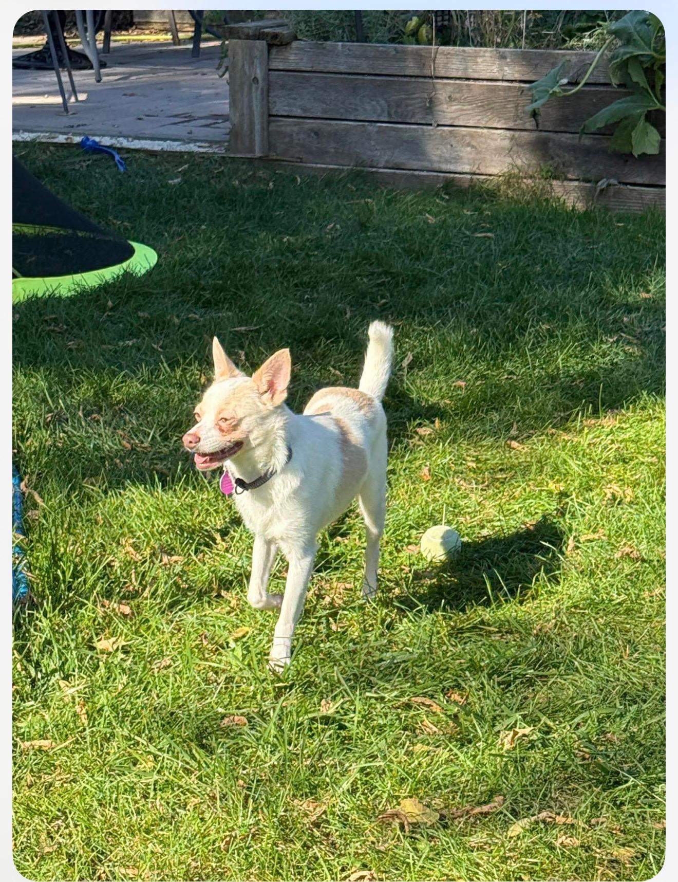Enlarge White Panther, a Adoptable mixed breed in Cedarburg, WI image 2/4