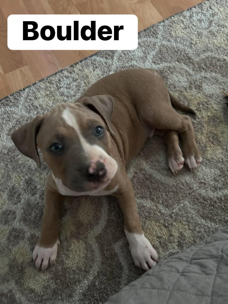 Boulder, Adoptable, Puppy Male Boxer & Mixed Breed.