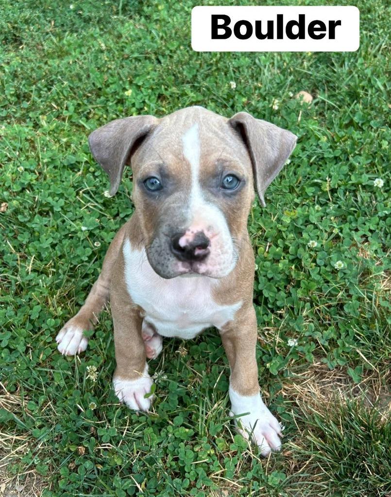 Enlarge Boulder, a Adoptable mixed breed in Charlotte, MI image 3/4