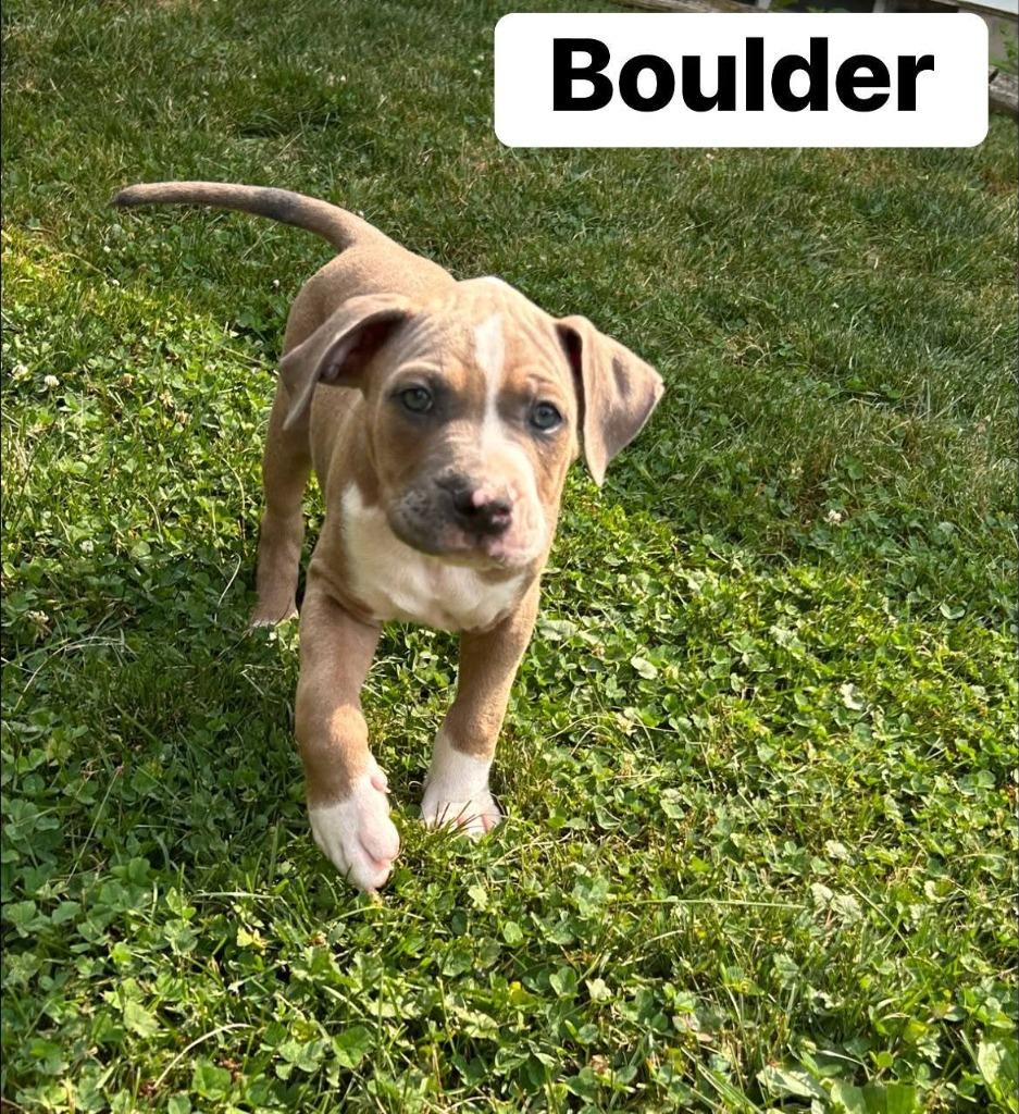 Enlarge Boulder, a Adoptable mixed breed in Charlotte, MI image 4/4