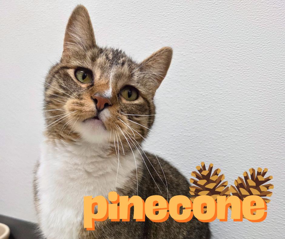 Enlarge Pinecone, an adopted Domestic Short Hair in Nevada, IA image 1/1