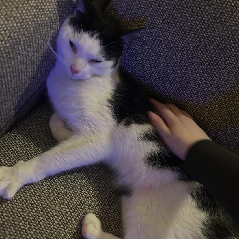 Ethan, Adoptable, Adult Male Domestic Short Hair.