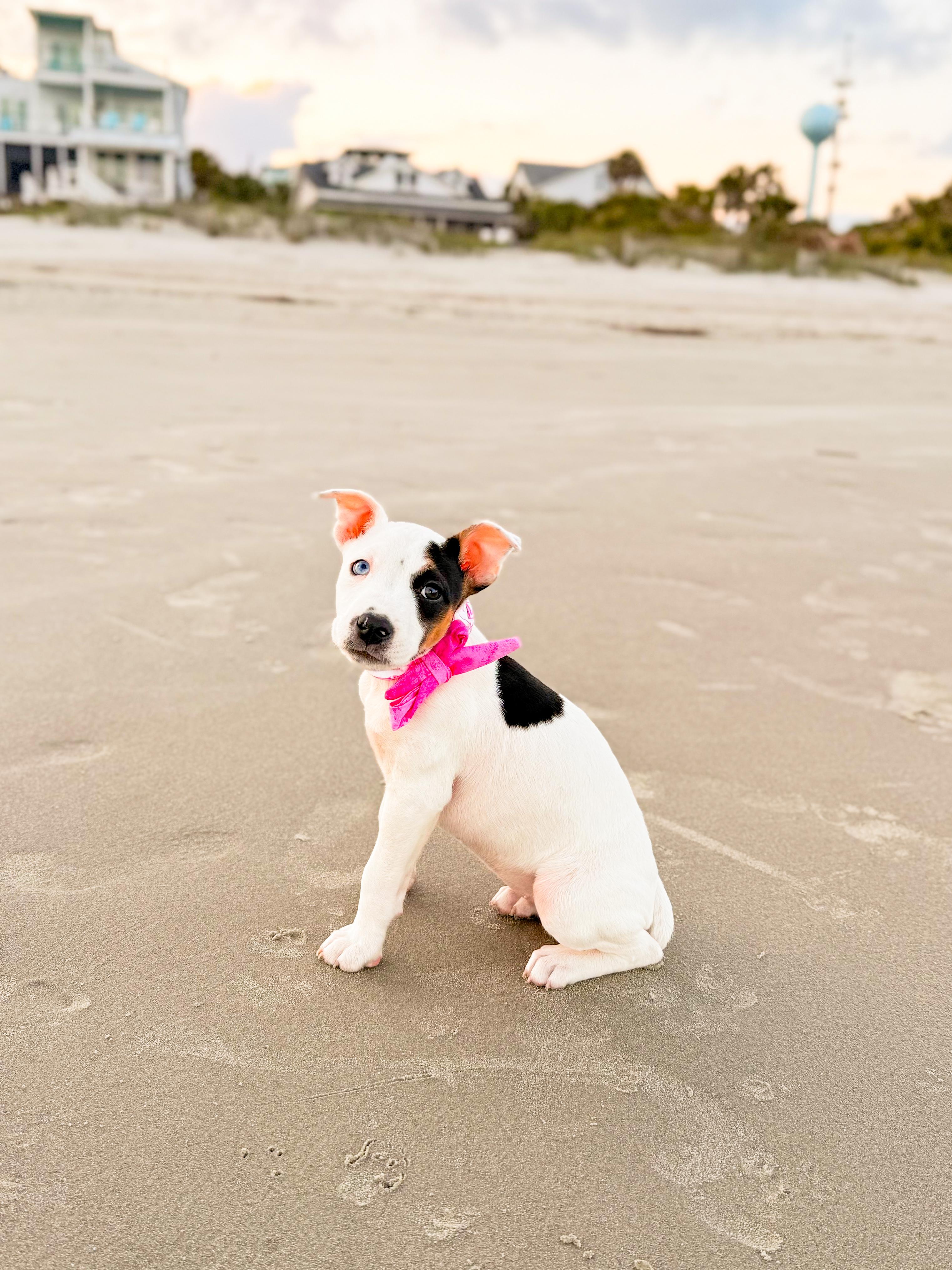 Enlarge Cream Cheese, a ADOPTABLE mixed breed in charleston, SC image 2/2