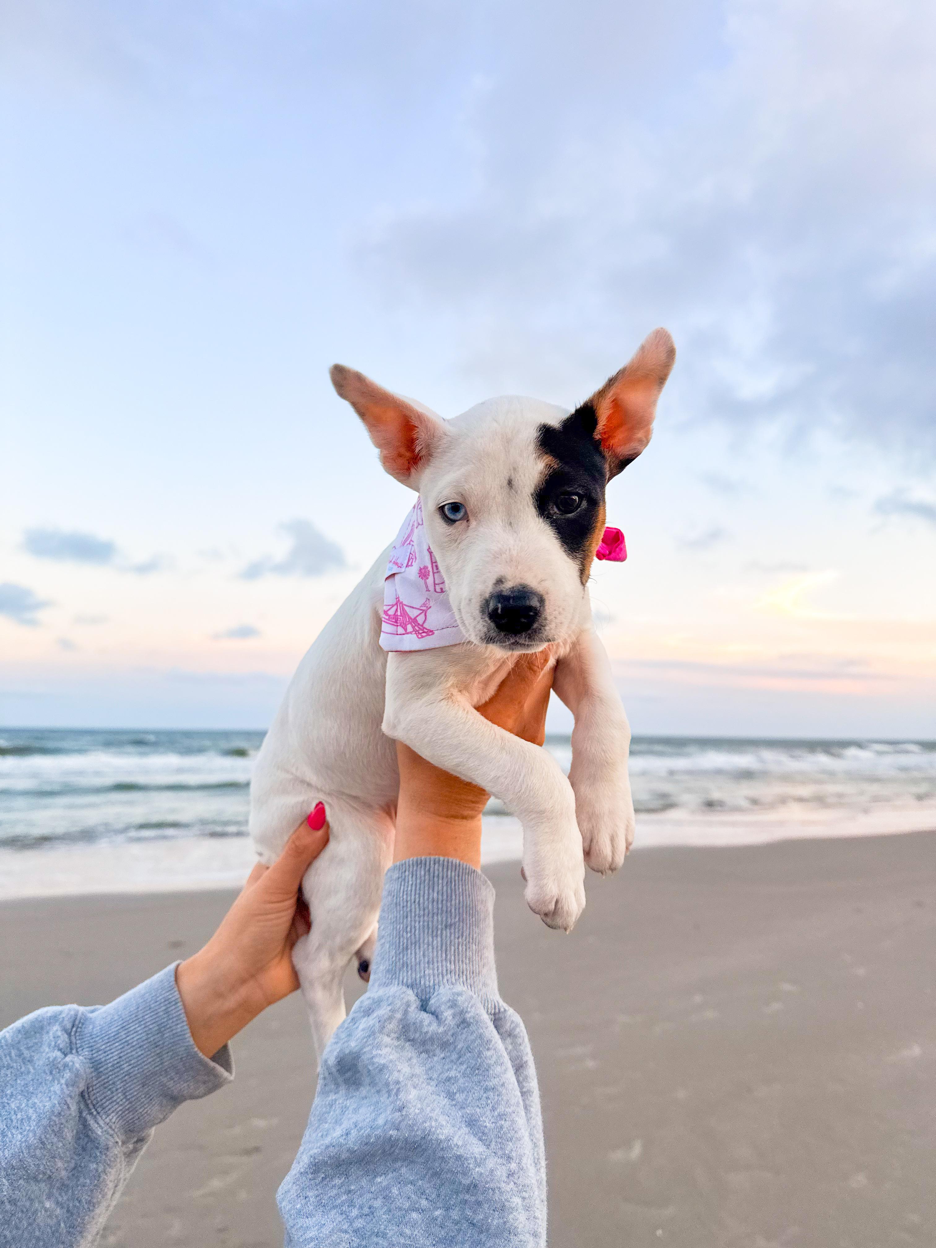 Cream Cheese, ADOPTABLE, Puppy Female Hound.