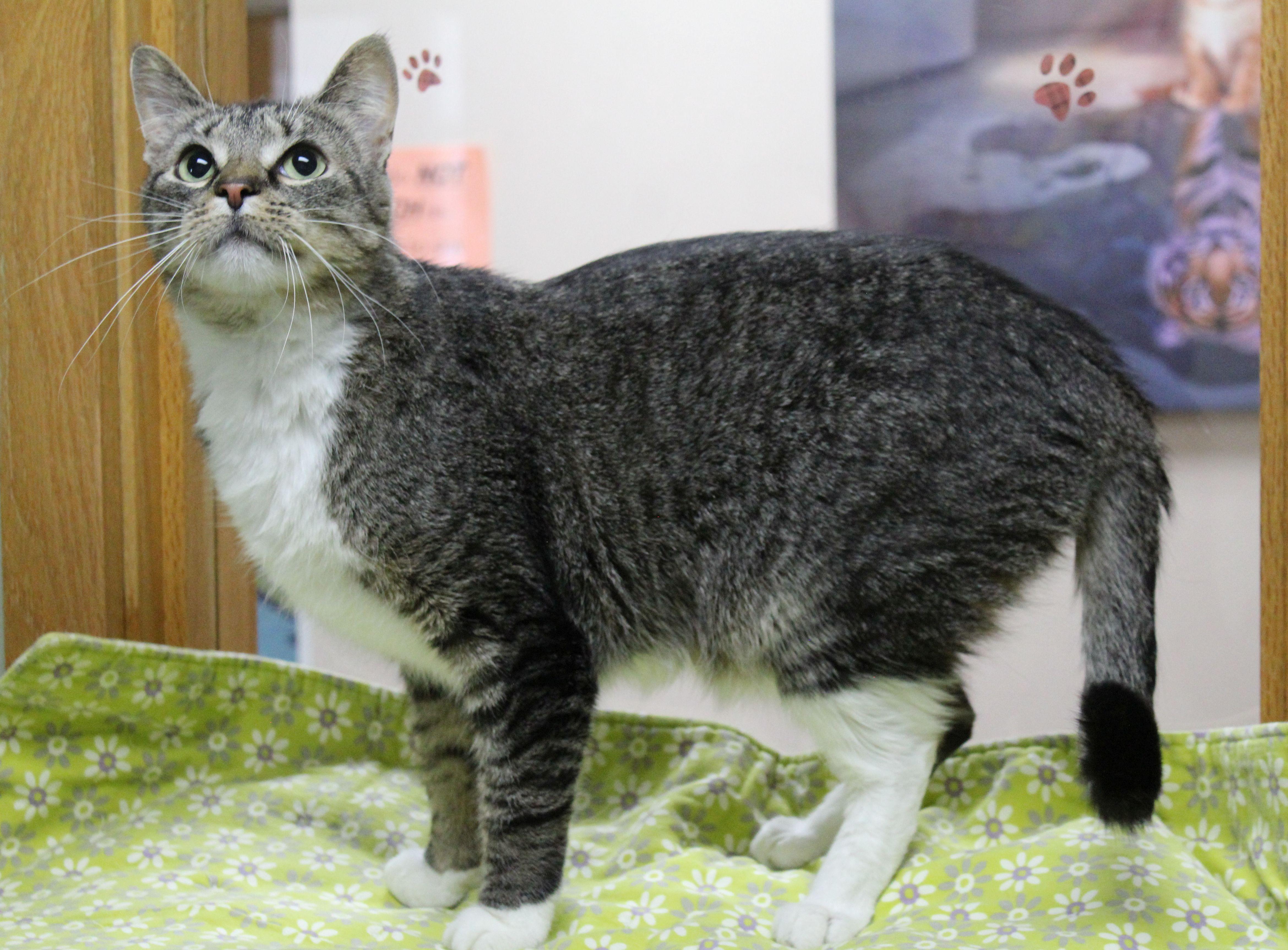 Fletcher, ADOPTABLE, Adult Male Domestic Short Hair.