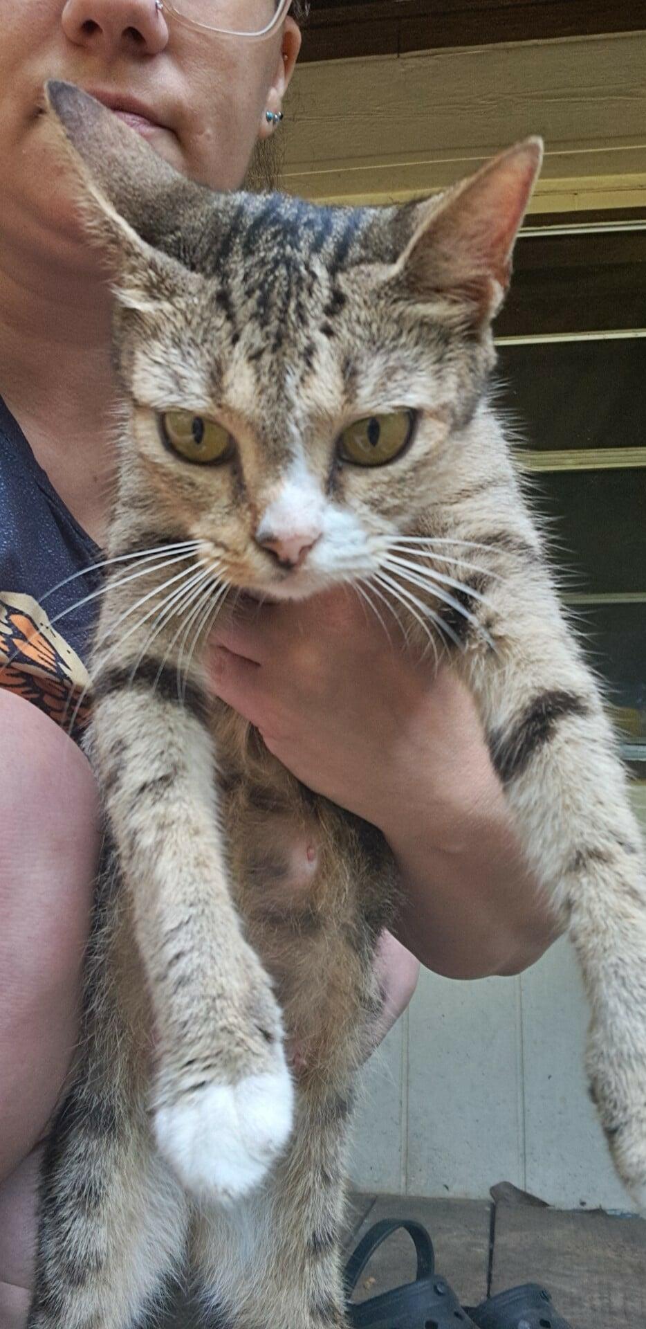 Enlarge Tiger Lily, a Adoptable mixed breed in Randolph, AL image 3/3