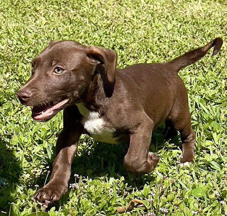 Enlarge Chilli Pup -Sock, a Adopted mixed breed in Pompano Beach, FL image 1/3