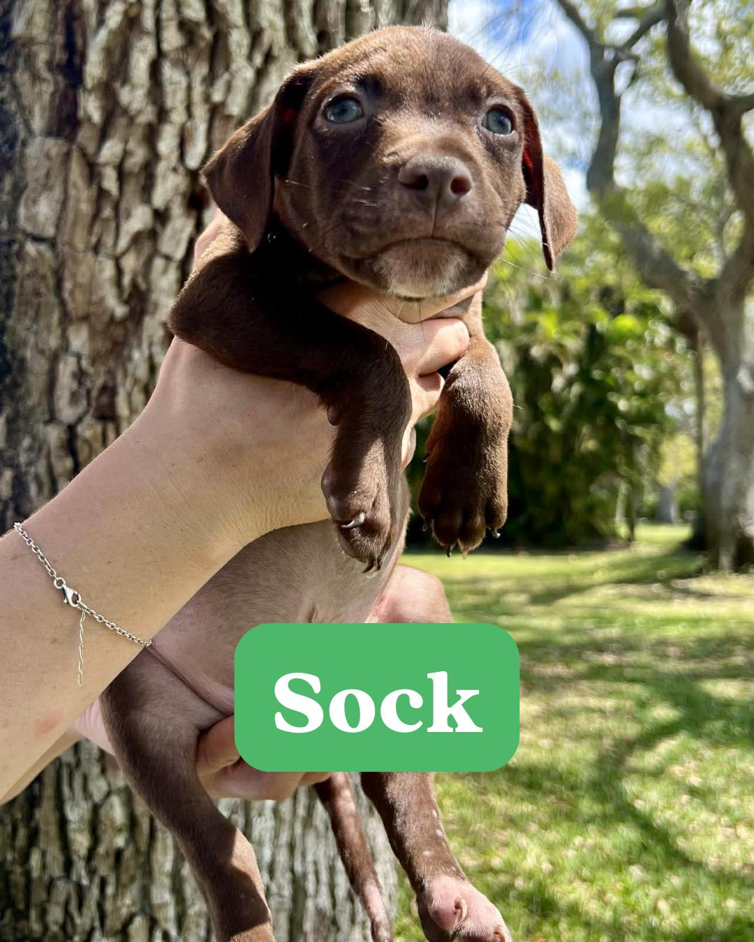 Enlarge Chilli Pup -Sock, a Adopted mixed breed in Pompano Beach, FL image 2/3