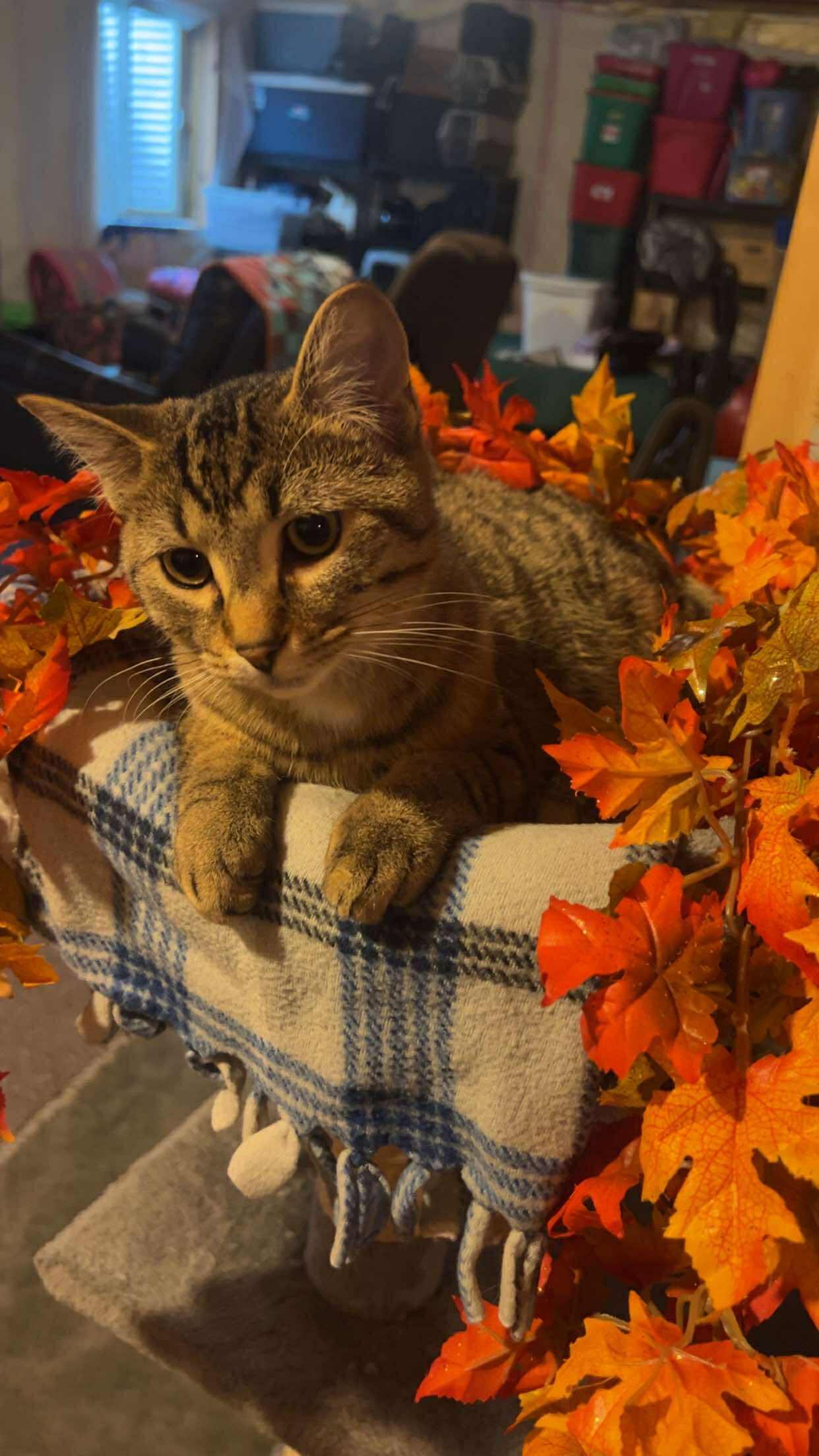 Enlarge Chip, a Adoptable Domestic Short Hair in Alexandria, MN image 1/3