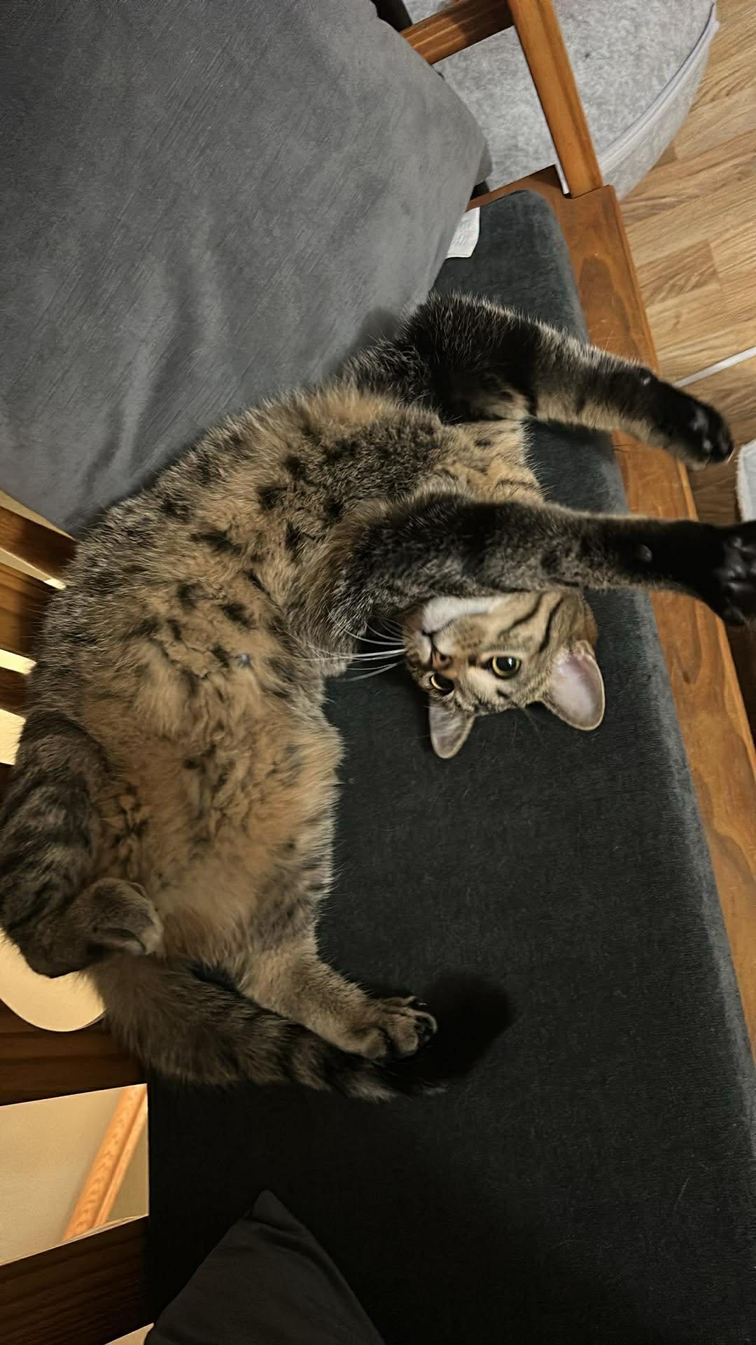 Enlarge Chip, a Adoptable Domestic Short Hair in Alexandria, MN image 3/3