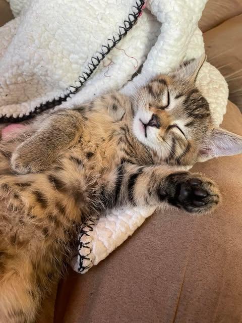 Enlarge Chip, a Adoptable Domestic Short Hair in Alexandria, MN image 3/3