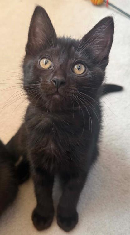 Enlarge Bailey, a ADOPTABLE Domestic Short Hair in Battle Creek, MI image 1/1