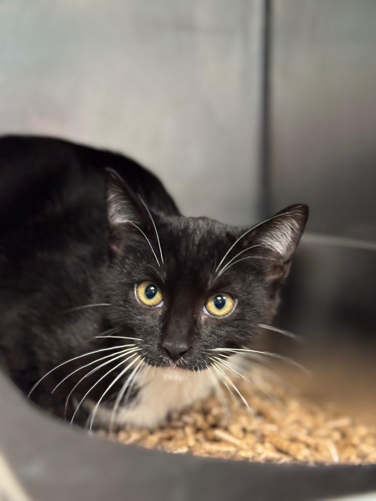 Gustavo, Adoptable, Kitten Male Domestic Short Hair.