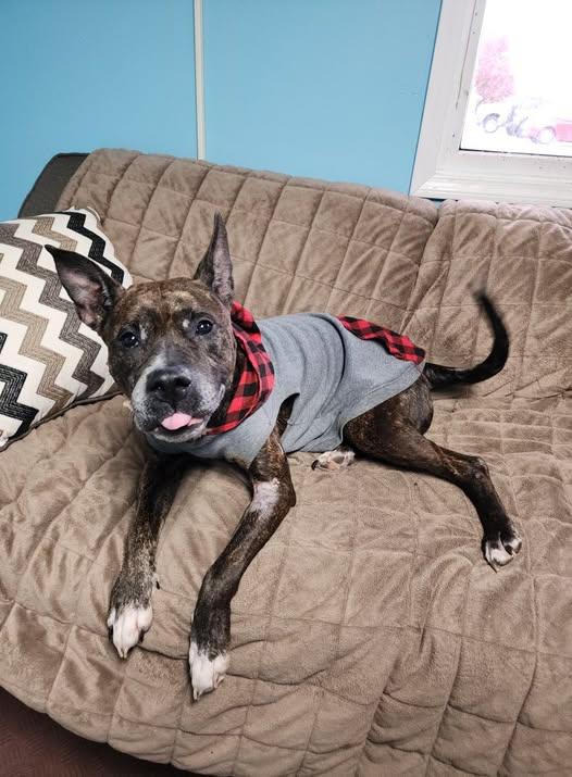 Arya, Adoptable, Senior Female Pit Bull Terrier.