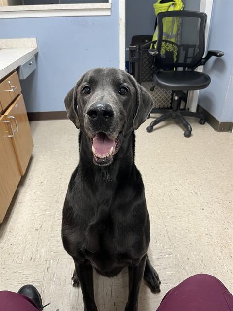 MELLO, Adoptable, Adult Male Great Dane & Mixed Breed.