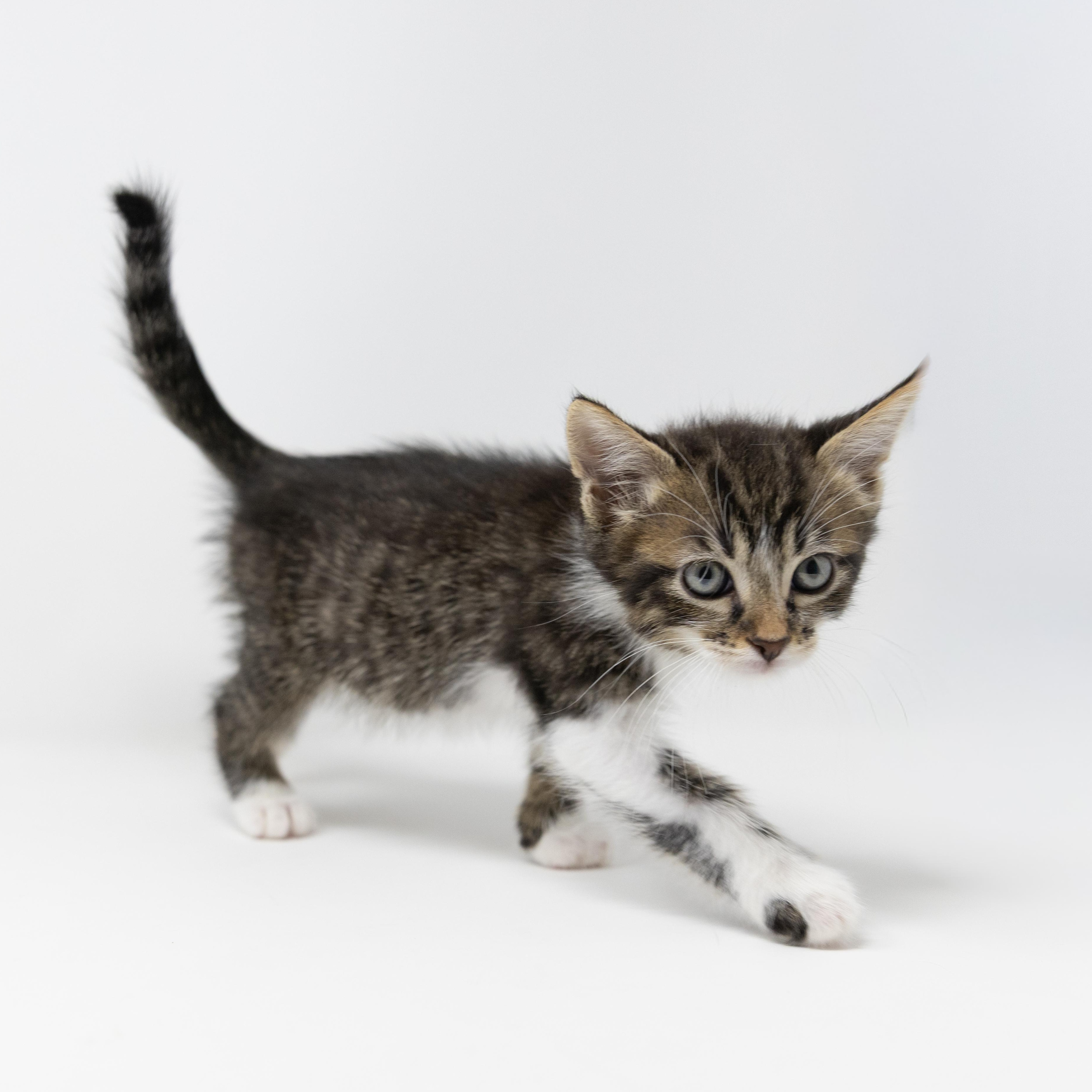 Cats & Kittens for Adoption in Hickory Creek, TX | Petfinder