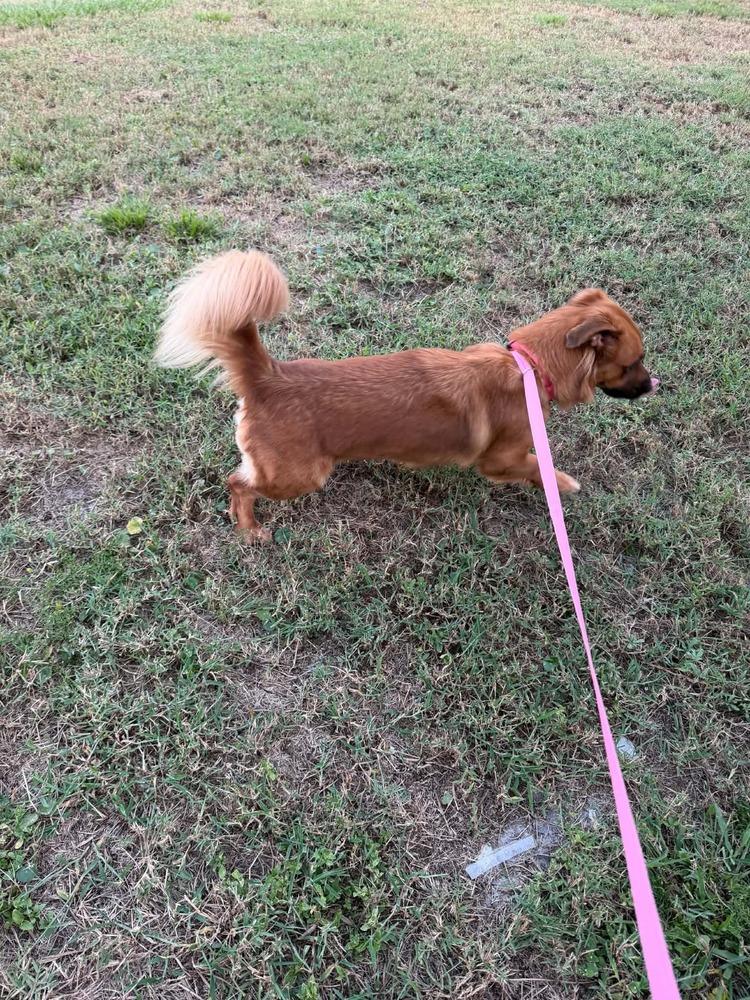 Enlarge Ella, a Adoptable mixed breed in Orlando, FL image 1/4