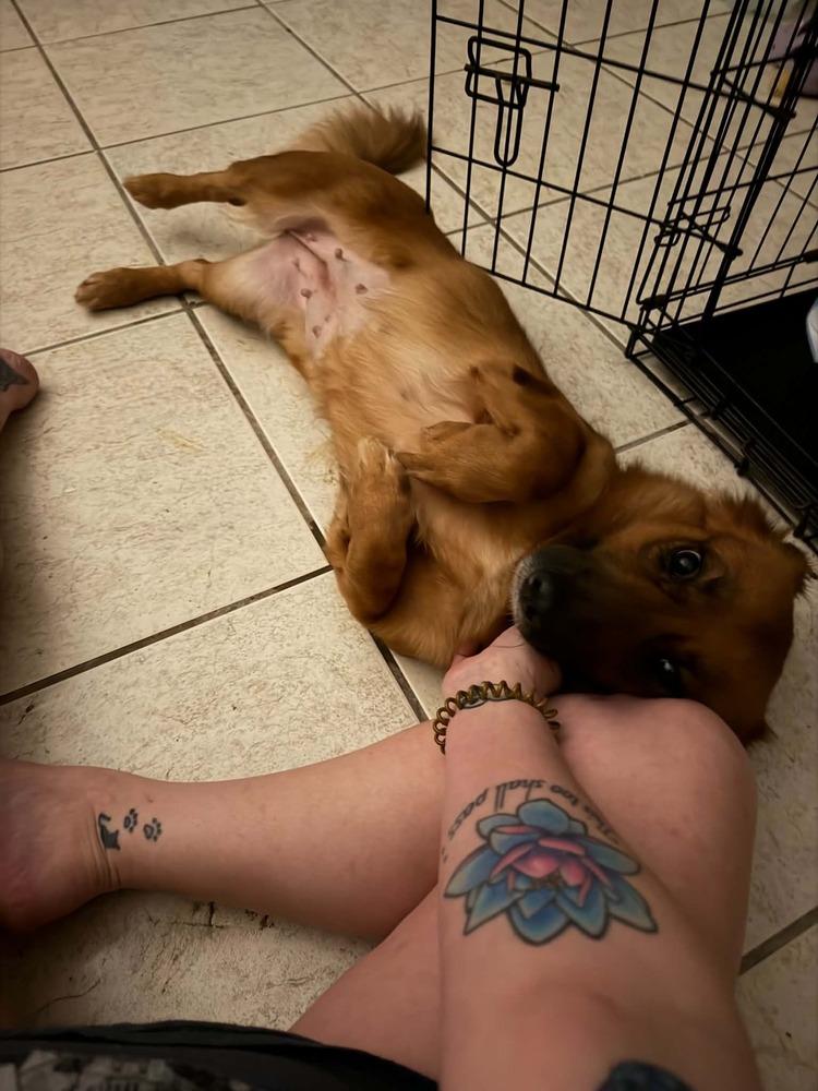 Enlarge Ella, a Adoptable mixed breed in Orlando, FL image 2/4