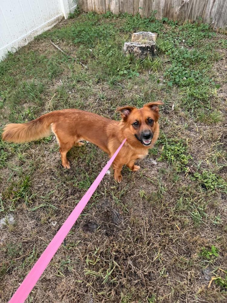 Enlarge Ella, a Adoptable mixed breed in Orlando, FL image 3/4