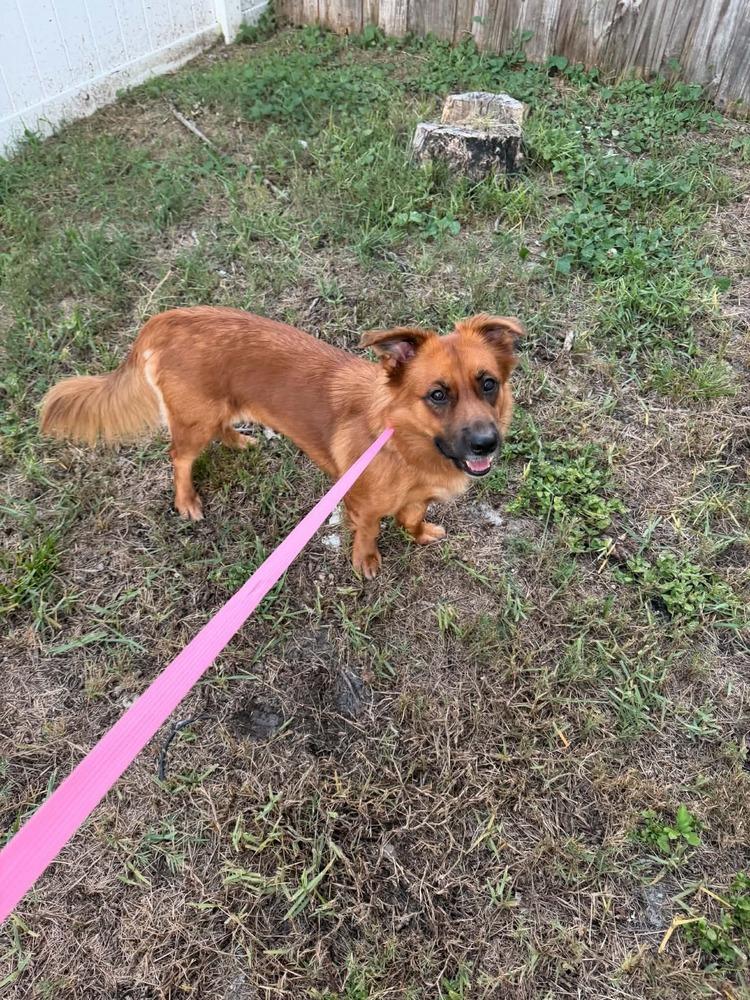 Enlarge Ella, a Adoptable mixed breed in Orlando, FL image 4/4