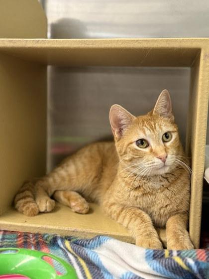 Enlarge Lee, an adoptable Domestic Short Hair in El Reno, OK image 1/1