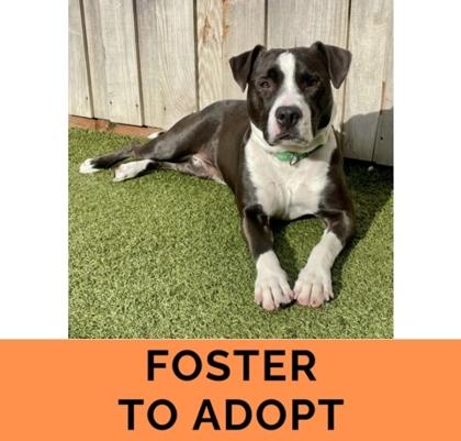 Butternut, Adoptable, Adult Female Pit Bull Terrier & Mixed Breed.