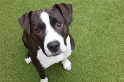 Butternut, a Adoptable mixed breed in Eugene, OR image 2/3