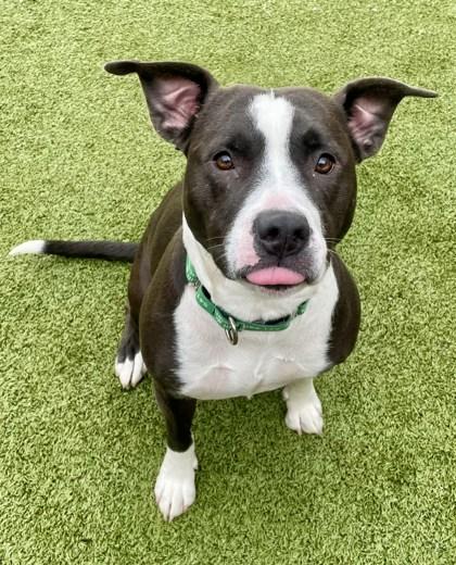 Butternut, a Adoptable mixed breed in Eugene, OR image 3/3