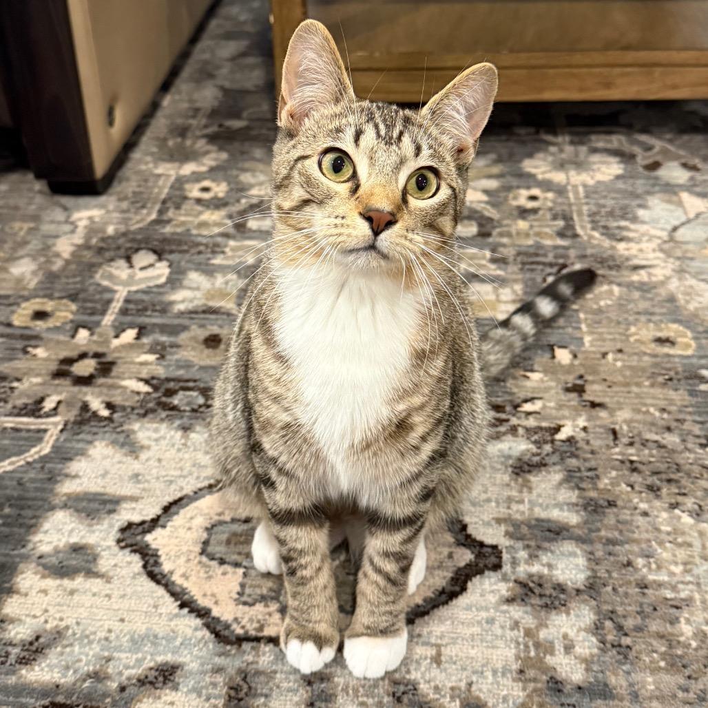 Xander, a Adoptable Domestic Short Hair in Medina, OH image 1/5