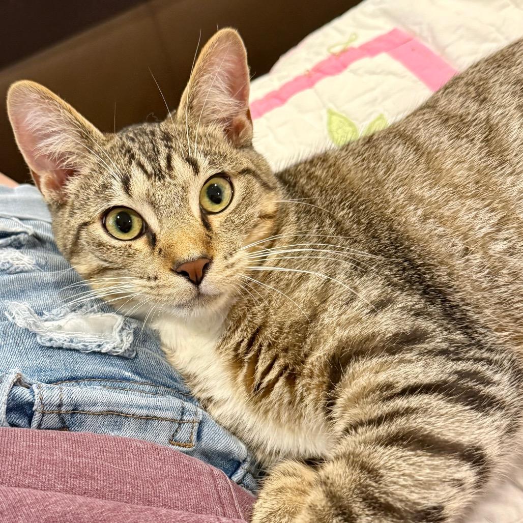 Xander, a Adoptable Domestic Short Hair in Medina, OH image 2/5