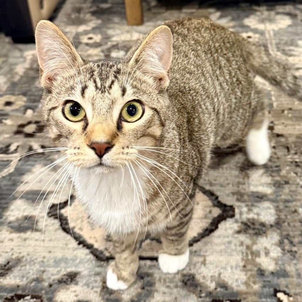 Xander, a Adoptable Domestic Short Hair in Medina, OH image 3/5