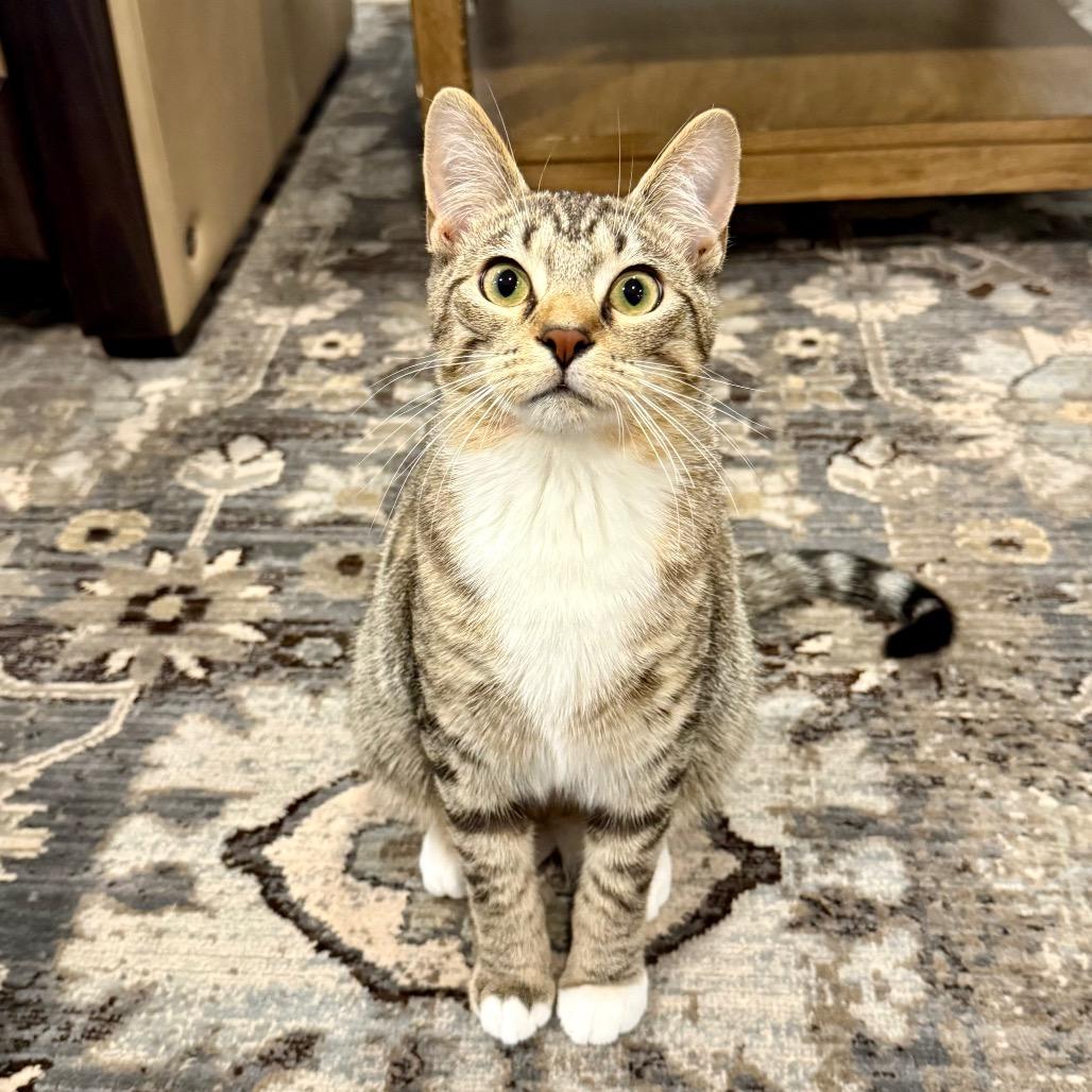 Xander, a Adoptable Domestic Short Hair in Medina, OH image 4/5