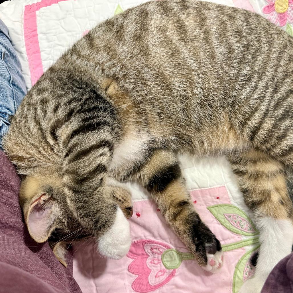 Xander, a Adoptable Domestic Short Hair in Medina, OH image 5/5