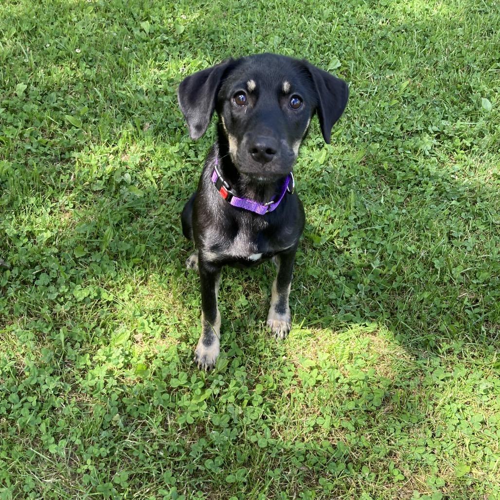 Pecan, Adoptable, Young Female Labrador Retriever & Shepherd.