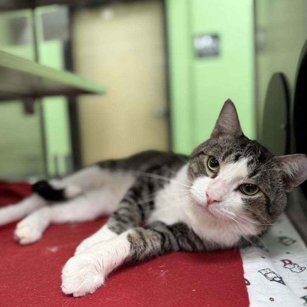 Cap'n Crunch, Adoptable, Adult Male Domestic Short Hair & Domestic Short Hair.