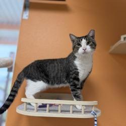 Enlarge Cap'n Crunch, a Adoptable mixed breed in Bullhead City, AZ image 2/3
