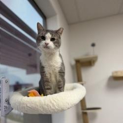 Enlarge Cap'n Crunch, a Adoptable mixed breed in Bullhead City, AZ image 3/3