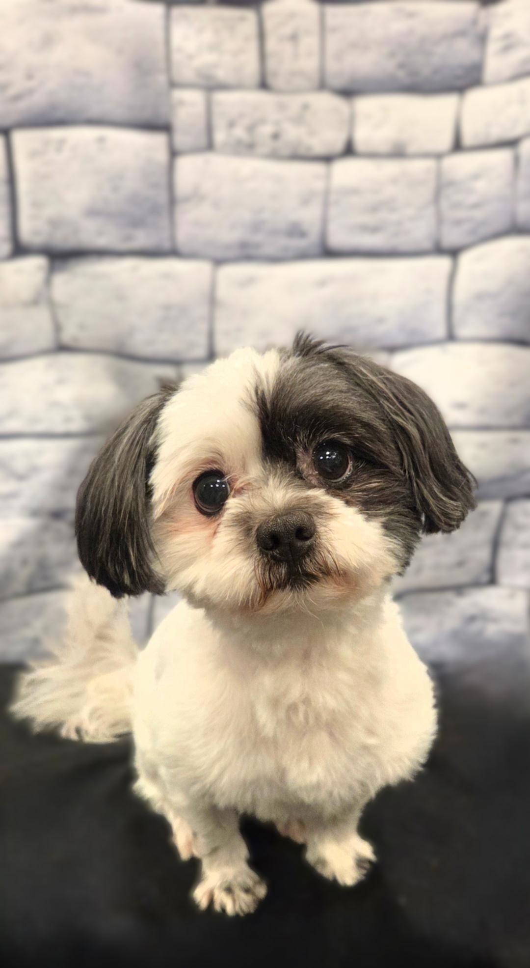 Enlarge Pepper-Adoption pending, a ADOPTABLE mixed breed in Bridgeton, MO image 2/5