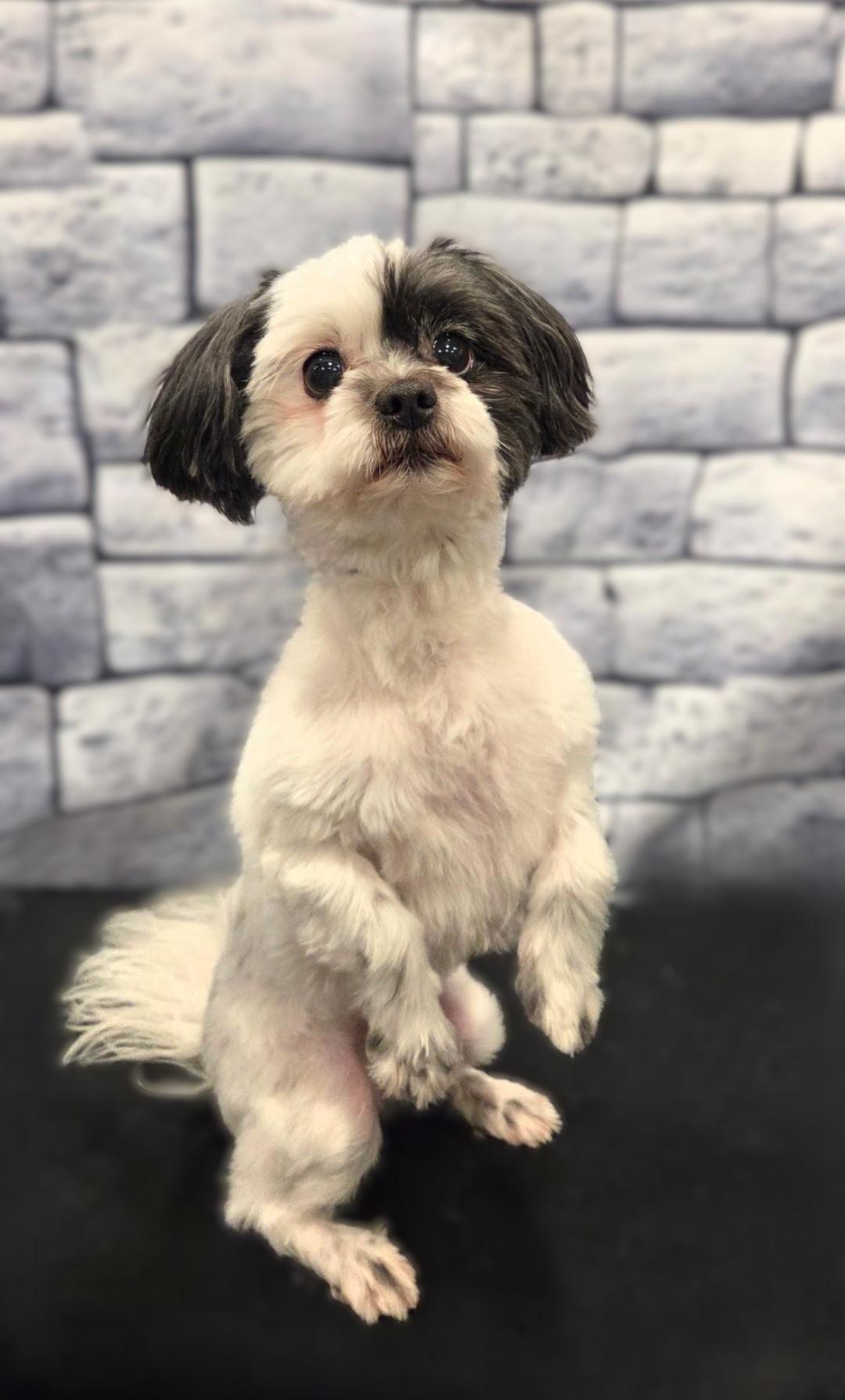 Enlarge Pepper-Adoption pending, a ADOPTABLE mixed breed in Bridgeton, MO image 3/5