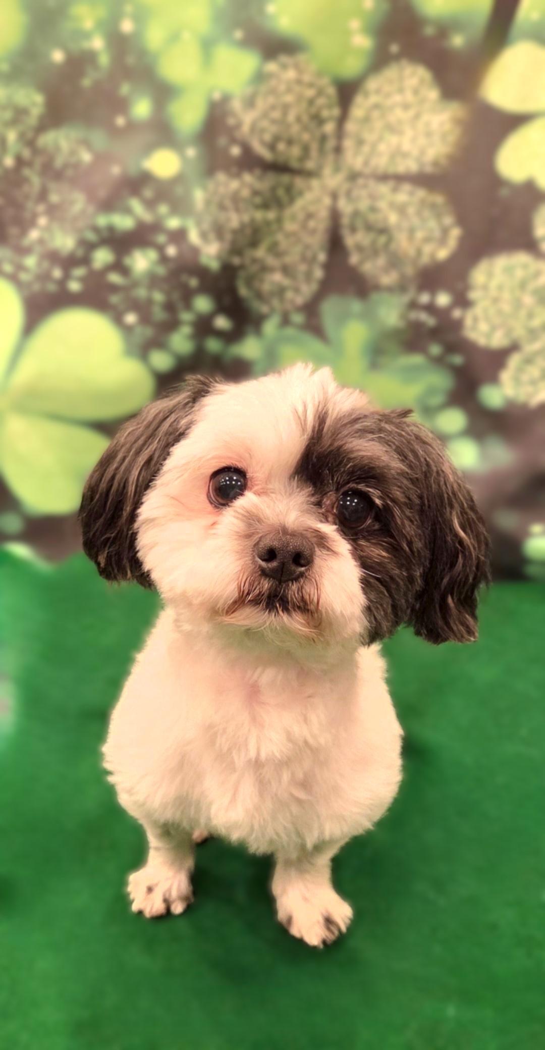 Enlarge Pepper-Adoption pending, a ADOPTABLE mixed breed in Bridgeton, MO image 5/5