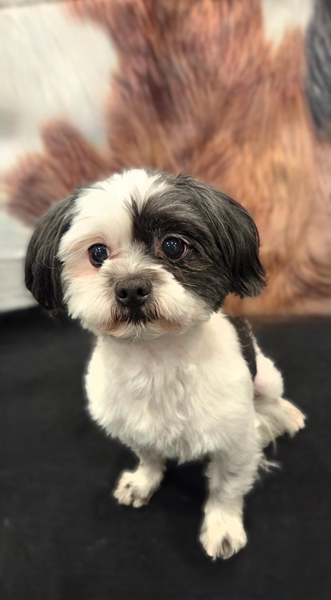 Enlarge Pepper-Adoption pending, a ADOPTABLE mixed breed in Bridgeton, MO image 4/5