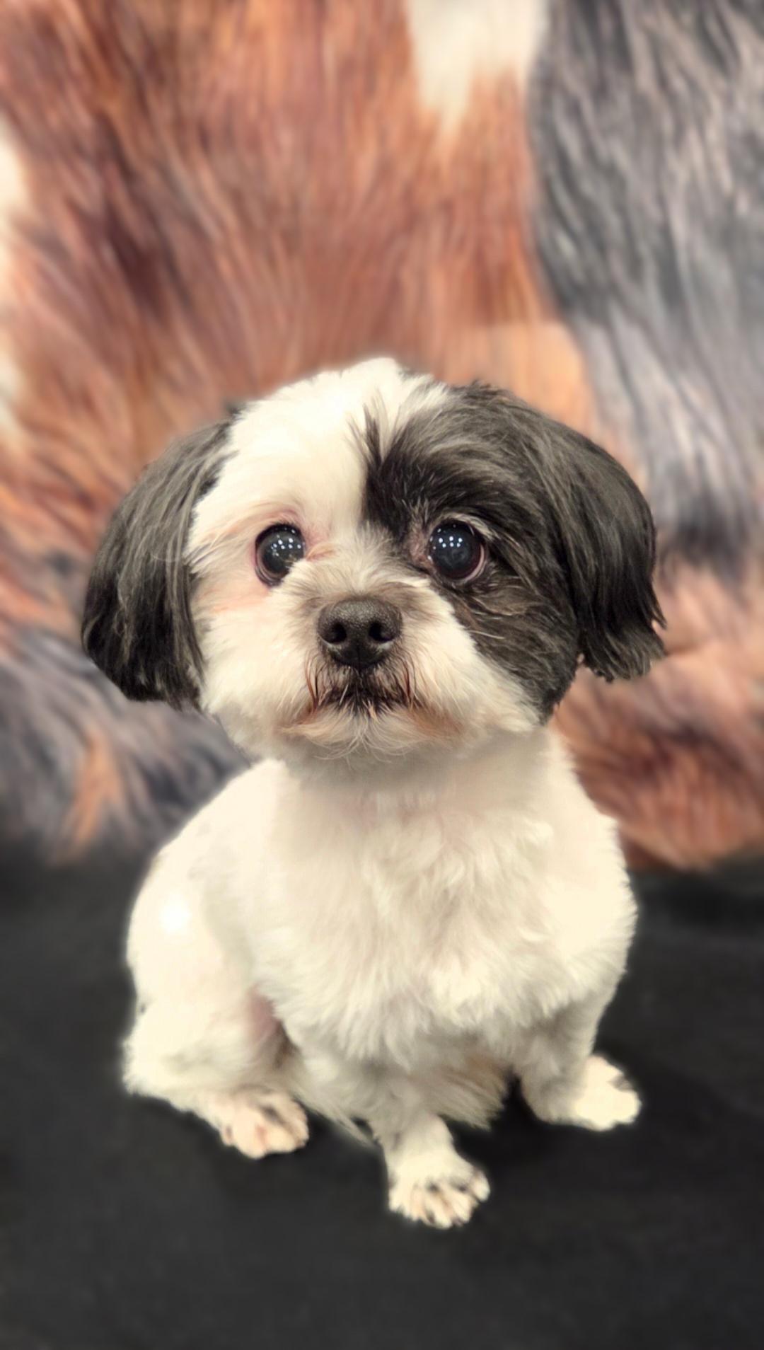 Pepper, ADOPTABLE, Young Male Shih Tzu.