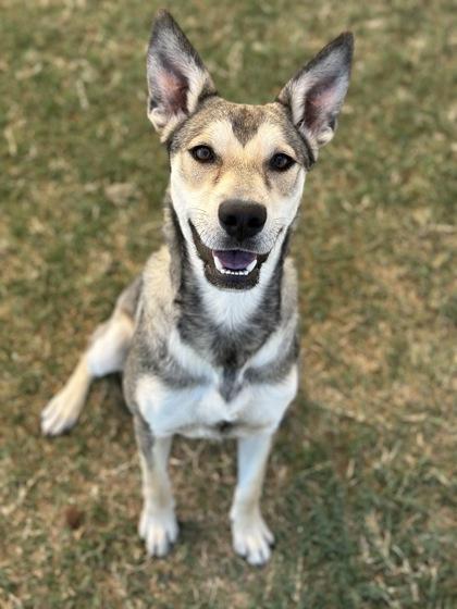 Enlarge Princessa, a Adoptable mixed breed in Irving, TX image 1/3