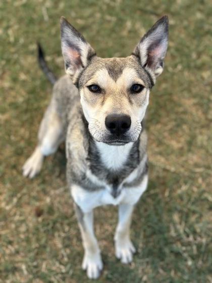 Enlarge Princessa, a Adoptable mixed breed in Irving, TX image 3/3