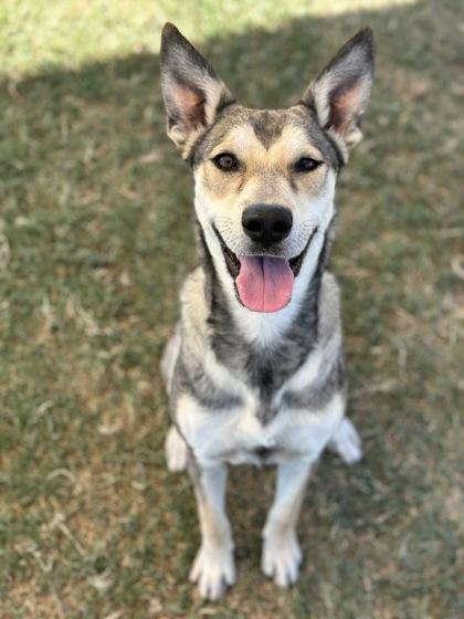 Enlarge Princessa, a Adoptable mixed breed in Irving, TX image 2/3