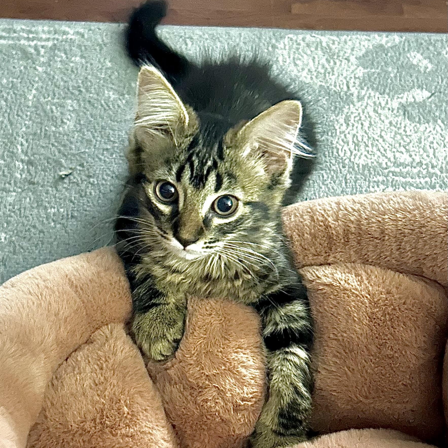 Daisy and Baby, Adoptable, Kitten Female Domestic Short Hair.